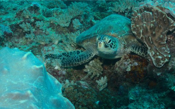 Tus actividades incluidas