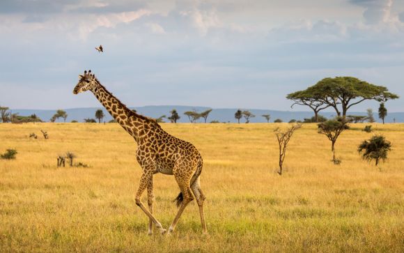 Tu safari