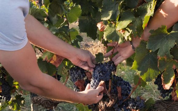 Tu actividad incluida a partir de 2 noches de estancia