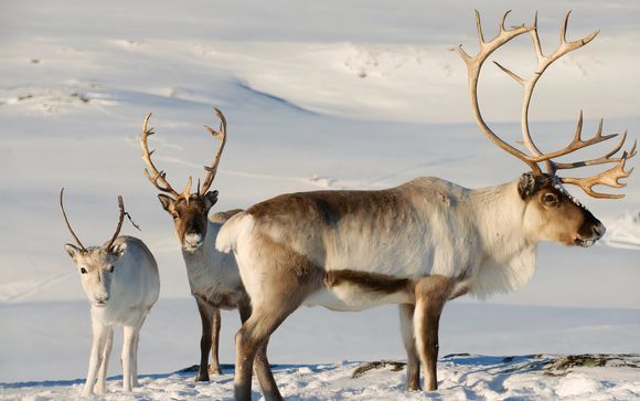 Tu actividad incluida