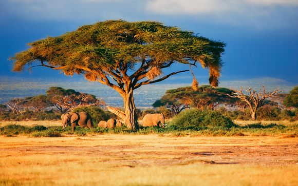 Tu safari