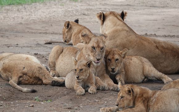 Tu safari de 3 o 4 noches