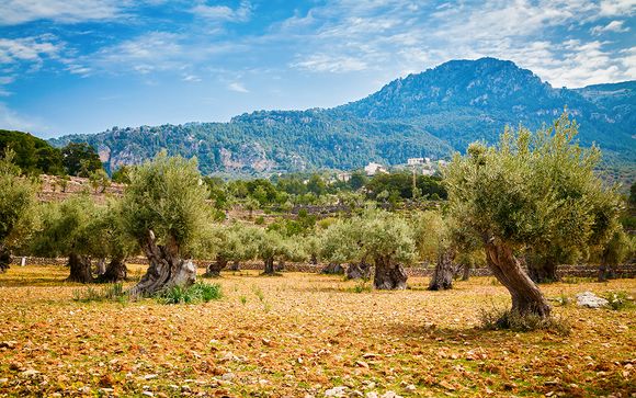 Mallorca te espera