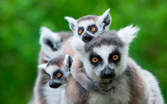 Madagascar, la isla continente