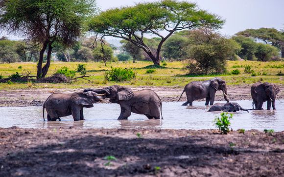 Pre-extensión opcional: Safari de 3 o 4 noches