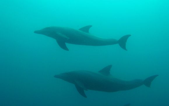 Tu safari (opción 2)