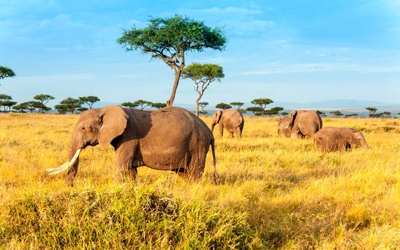 Tu safari