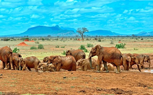 Tu safari