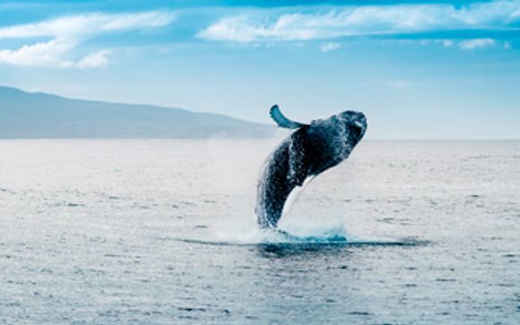 Tus excursiones en Islandia