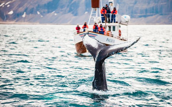 Tus excursiones incluidas