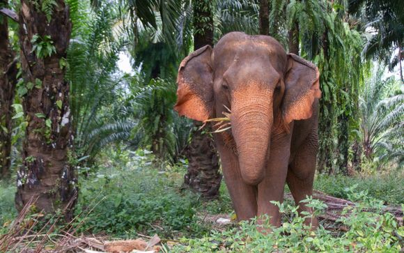 Visite du parc national de Khao Sok et du sanctuaire des éléphants  