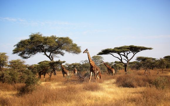 Rendez-vous ... au Kenya et en Tanzanie