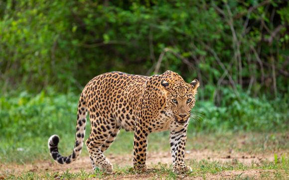 Mettez une option sur l