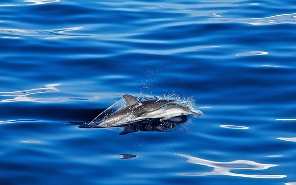 Votre option incluse