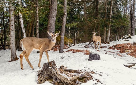 Mettez une option sur l