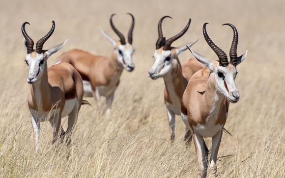 Mettez une option sur l