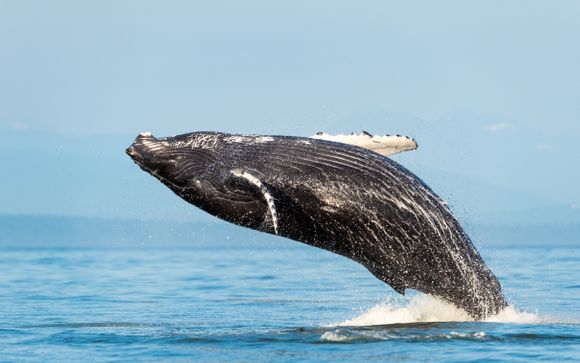 Vos options et avantages inclus