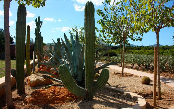 Visite guidée du Bibo Park (1h) — Ibizaloe & Musée de l'Aloé Vera