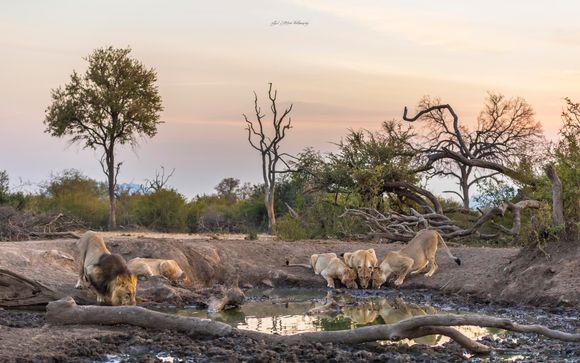 Jour 2 : Johannesburg - Madikwe Game Reserve