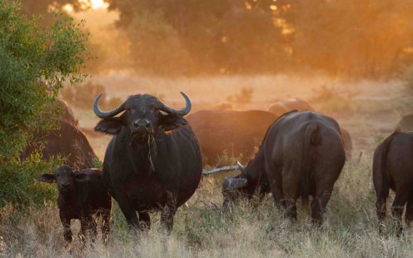 Réserve naturelle de Balule au coeur du Parc National Kruger