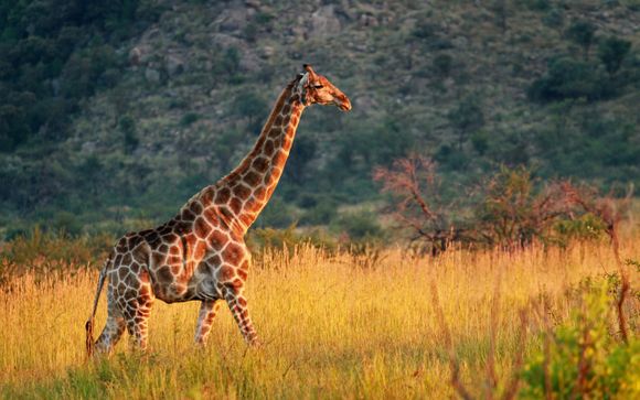Votre séjour au Nkomazi Game Reserve
