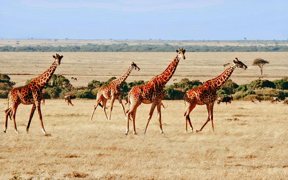 Votre safari au Kenya en un clin d'oeil