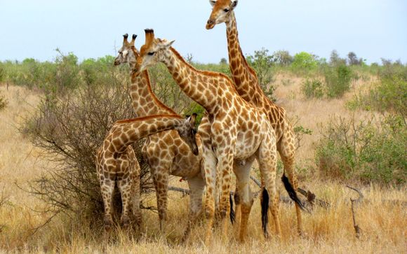 Safari pour les séjours en 15 jours / 14 nuits