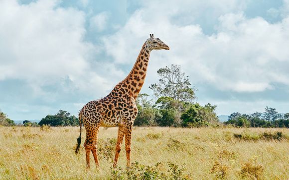 Zoom sur vos safaris possibles 