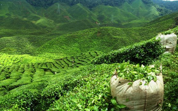 Rendez-vous... au Sri Lanka