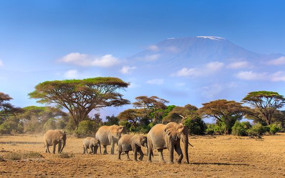 Zoom sur vos safaris