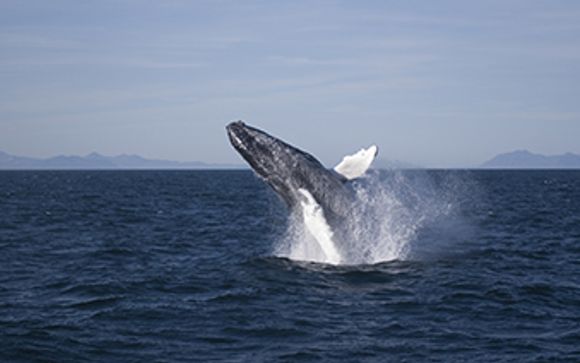 Vos excursions pour plus d