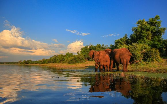 Expérience sauvage dans la savane