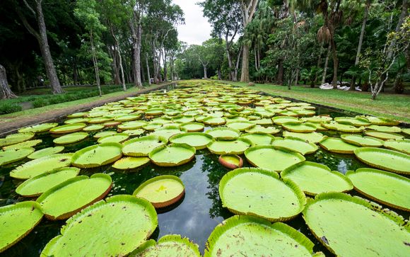 Mezza giornata: Tra i sapori dei Tropici