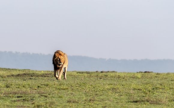 Il vostro safari