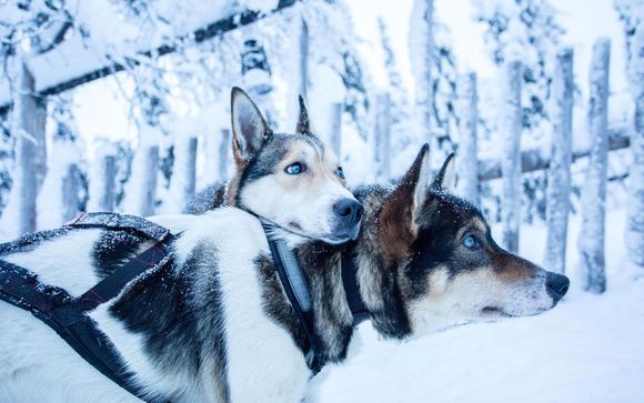 Lapponia estrema in spedizione con cani husky da slitta