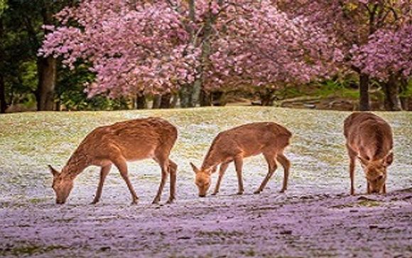 Escursioni e esperienze a Kyoto