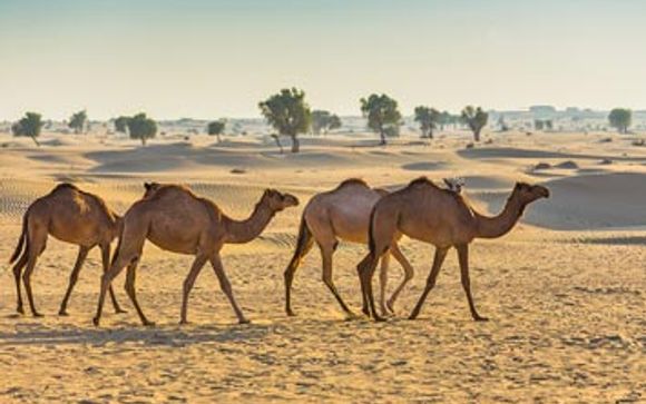 Aggiungi un'opzione al tuo viaggio