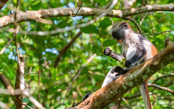 Uw optionele excursies