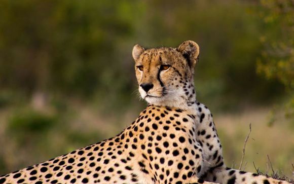 Uw safari in Mabula Game Reserve