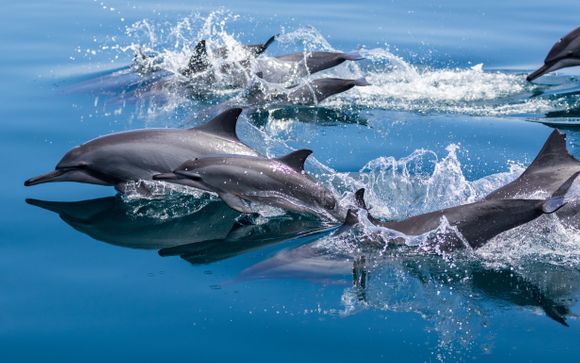 Uw optionele excursies