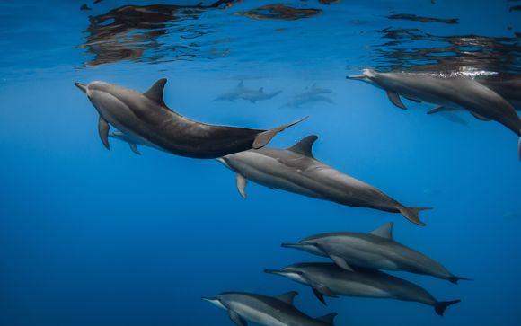 Dolphin House -excursie in El Gouna