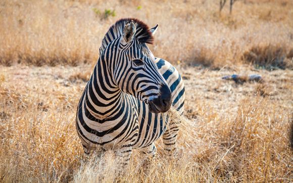 Safari van 8 nachten
