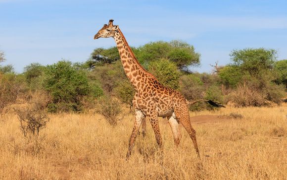 Uw safari reisprogramma