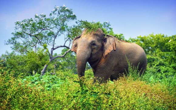 Optional extras & excursions