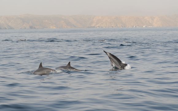 Included: a magical dolphin watching experience for stays of 7 nights or more 