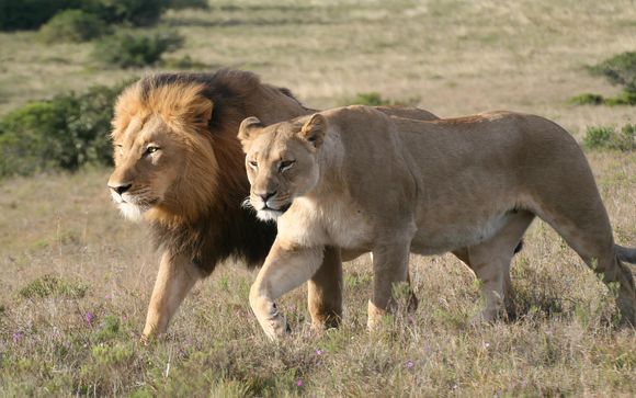 Amakhala Game Reserve for 6, 7, 8 or 9 nights