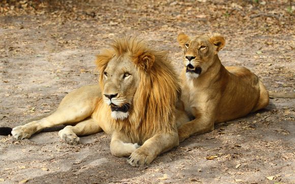 Your Optional Excursions