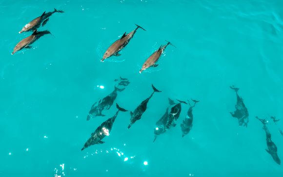 Your Optional Excursions