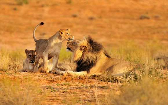 Your stay in South Africa