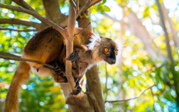 Welcome to Madagascar